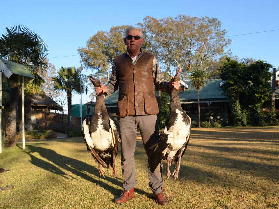 Goose Hunting Spur Wing Geese in Africa.jpg